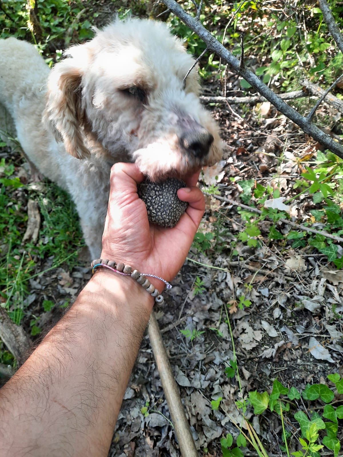 Tartufo fresco estivo