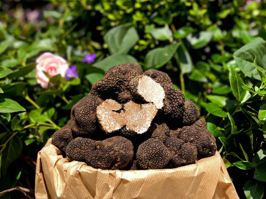 Tartufo fresco estivo